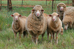 Blaxland Poll Merinos ewe with lambs