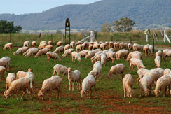 Blaxland Poll Merinos shorn merino sheep