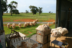 Blaxland Poll Merinos shearing