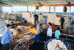 Blaxland Poll Merinos shearing